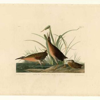 Audubon - Virginia Rail - Plate 205