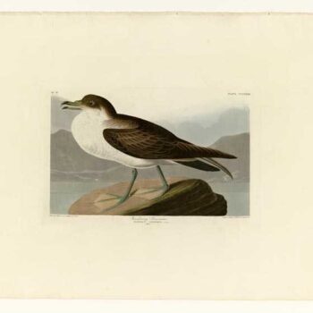 Audubon - Wandering Shearwater - Plate 283