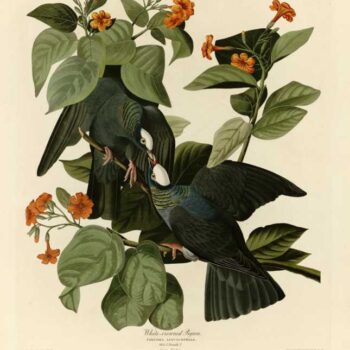 Audubon - White-crowned Pigeon - Plate 177