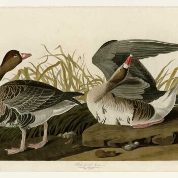Audubon - White-fronted Goose - Plate 286