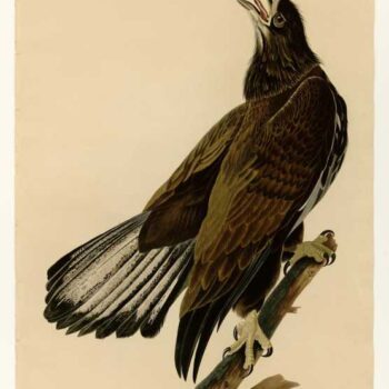 Audubon - White-headed Eagle - Plate 126