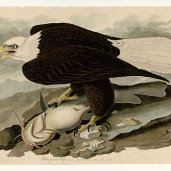 Audubon - White-headed Eagle - Plate 31