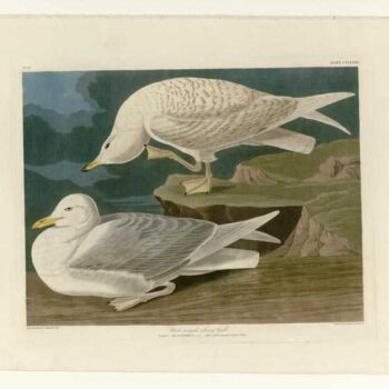 Audubon - White-winged silvery Gull - Plate 282