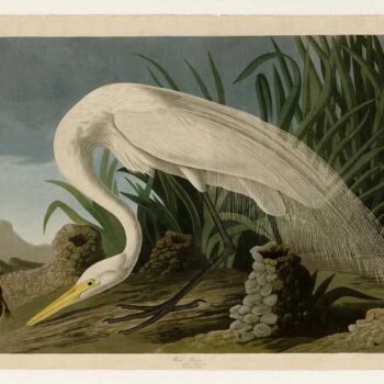 Audubon - White Heron - Plate 386