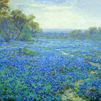 Bluebonnet Scene