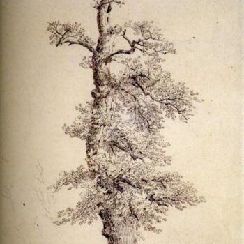 Chene avec nid de cigognes dessin crayon (1806)