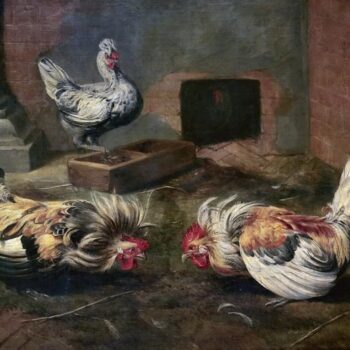 Cock Fighting