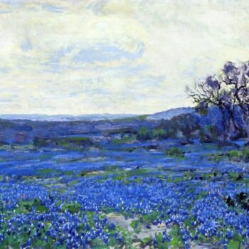 Field of Bluebonnets
