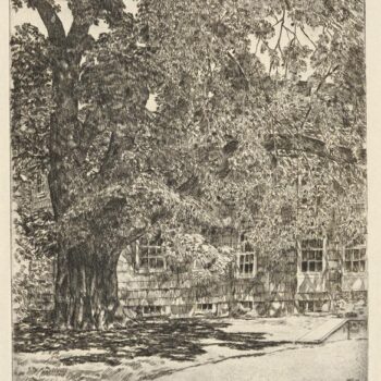 Giant Elm, 1929
