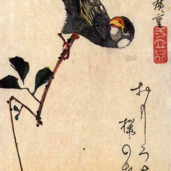 Java sparrow and magnolia by Hiroshige