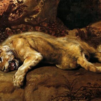 Lion cub