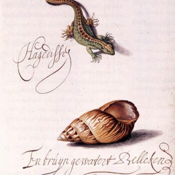Lizard and shell - 1620