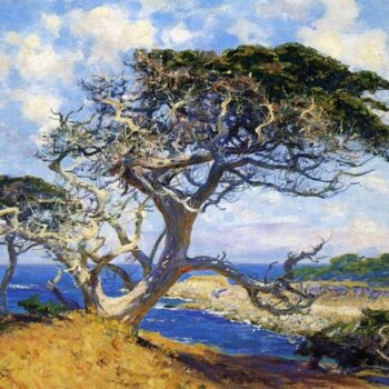 Monterey Cypress