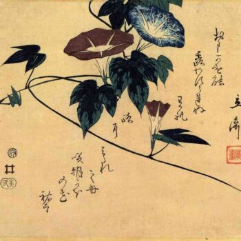 Morning glory by Hiroshige