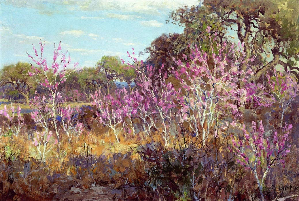Redbud Tree in Bloom at Leon Springs, San Antonio, 1921