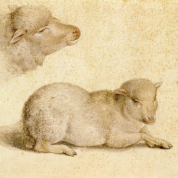 Study of Resting Lamb and Head of Lamb. c.1523