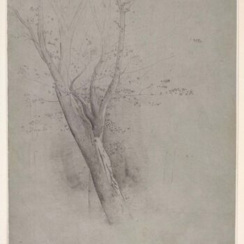 Study of a Tree 01