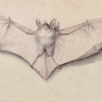 Study of a bat with outspread wings. „�.1523