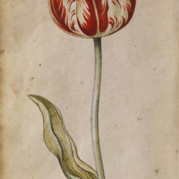 Study tulip