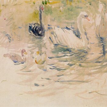 Swans - 1888