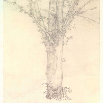 Tree, 1892
