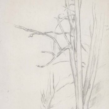Tree (study), 1888
