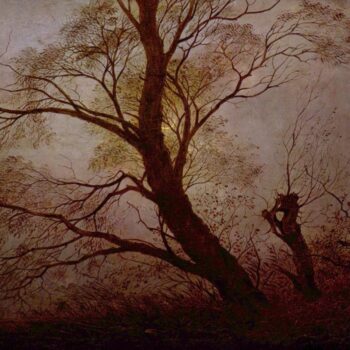 Trees in the moonlight