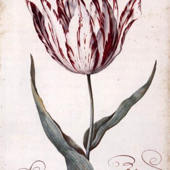 Tulip - 1620
