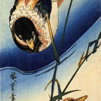 Two ducks in reeds by Hiroshige