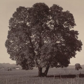 Carleton E. Watkins - Arbutus Menziesii, California