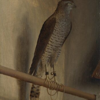Jacopo de' Barbari - A Sparrowhawk