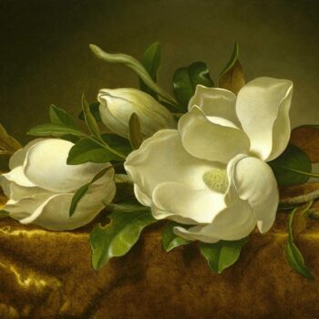 Martin Johnson Heade - Magnolias on gold velvet cloth