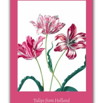 Poster, Tulips from Holland, Three Tulips, M.S. Merian