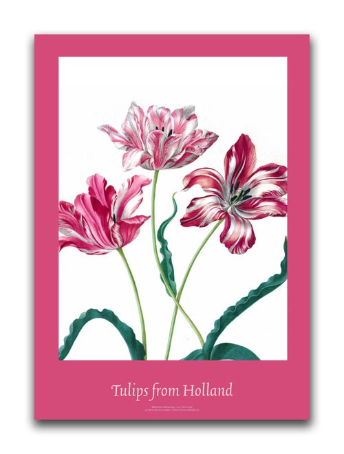 Poster, Tulips from Holland, Three Tulips, M.S. Merian