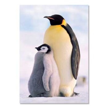 Mini Poster A4, Penguins
