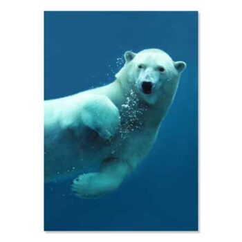Mini Poster A4, Polar Bear