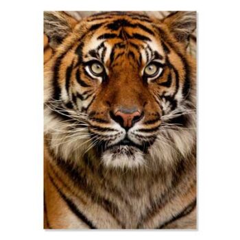 Mini Poster A4, Tiger, Head