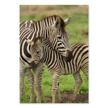 Mini Poster A4, Zebra