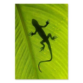 Mini Poster A4, Gecko