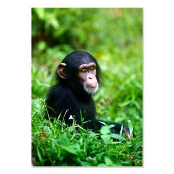 Mini Poster A3, Baby Chimp