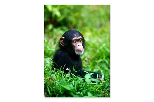 Mini Poster A3, Baby Chimp