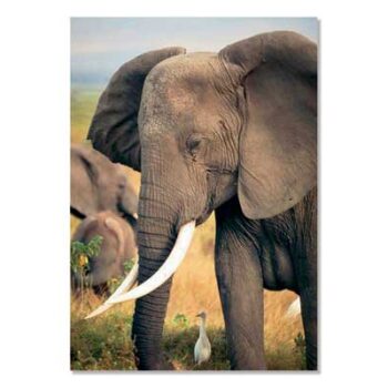 Mini Poster A3, Elephant