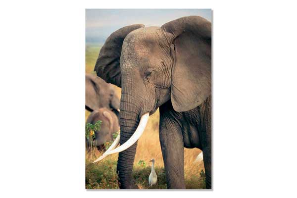Mini Poster A3, Elephant