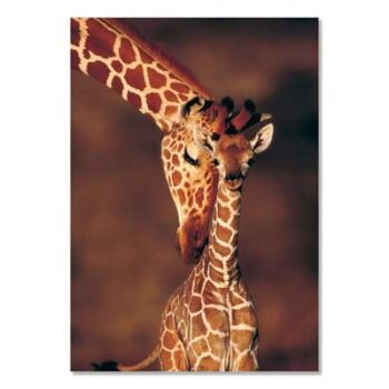 Mini Poster A3, Giraffe