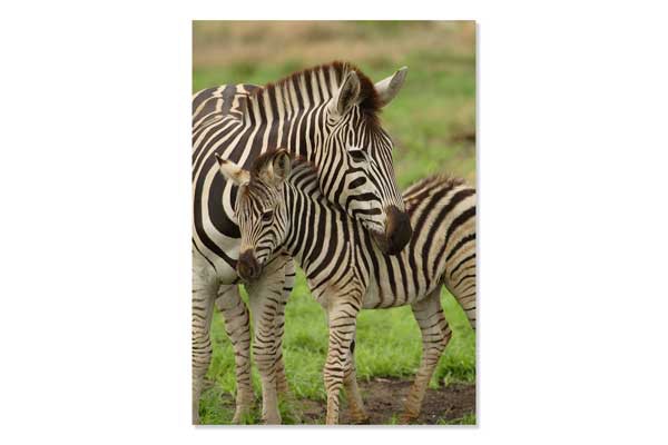 rpow000028-a3-mini-poster-zebra.jpg