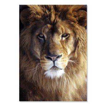 Mini Poster A3, Lion Head