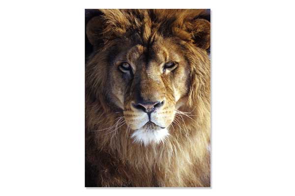 Mini Poster A3, Lion Head