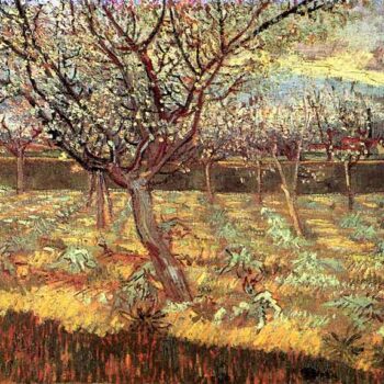 Apricot Trees in Blossom2