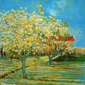 Orchard