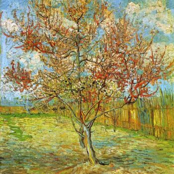 Pink Peach Tree in Blossom Reminiscence of Mauve